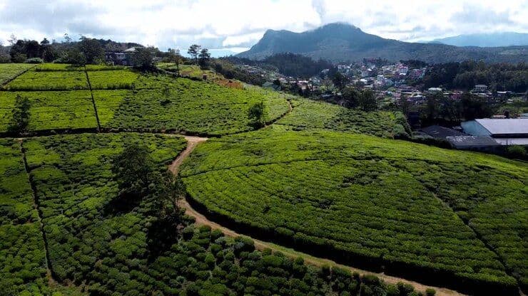 Nuwara Eliya’s Misty Highlands: The Emerald Tea Estates