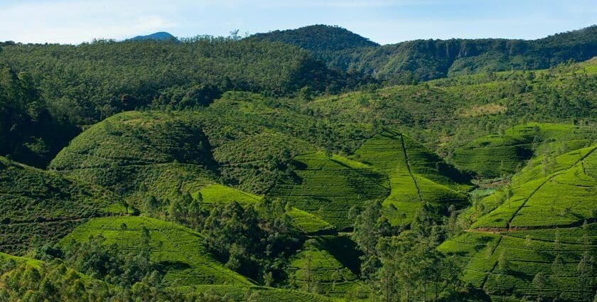 Beyond the Tourist Trail: Discovering Nuwara Eliya's Hidden Viewpoints and Nature Walks