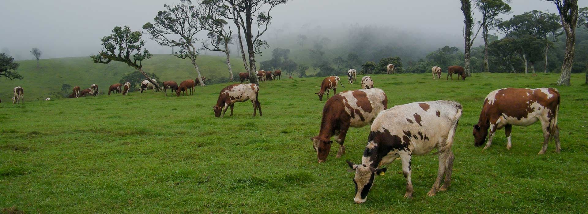 Nuwara Eliya’s Little New Zealand: The Ambewela Farm
