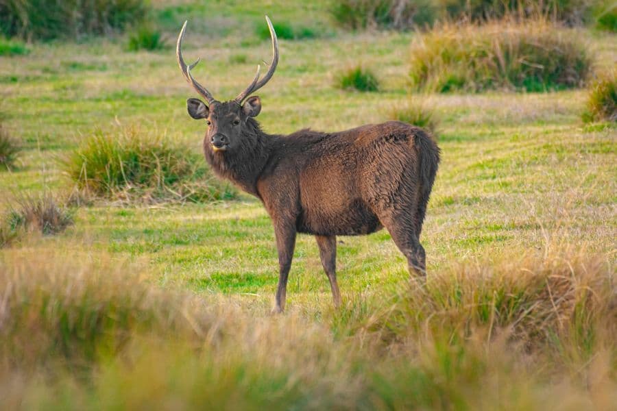Horton Plains: The Misty Lands & World’s End