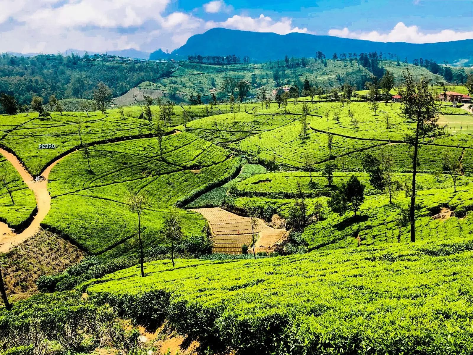 Pedro Tea Estate: The Emerald Mist